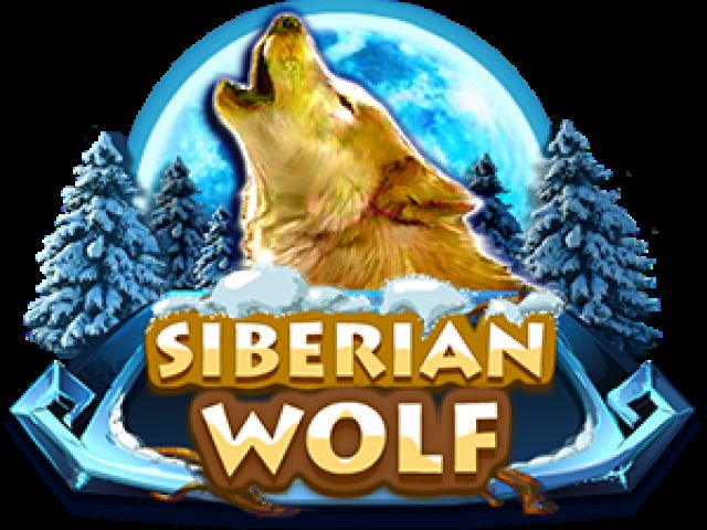 Siberian Wolf