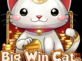 Big Win Cat