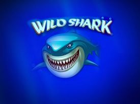 Wild Shark