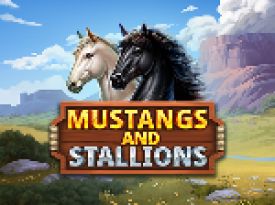 Mustang and Stallions