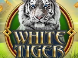 White Tiger