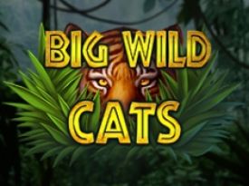 Big Wild Cats