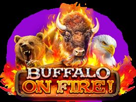 Buffalo on fire!