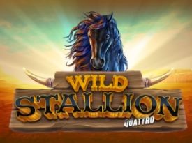 Wild Stallion