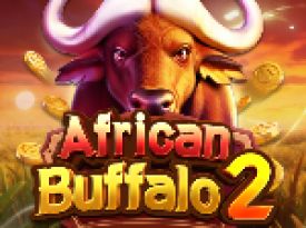 African Buffalo 2